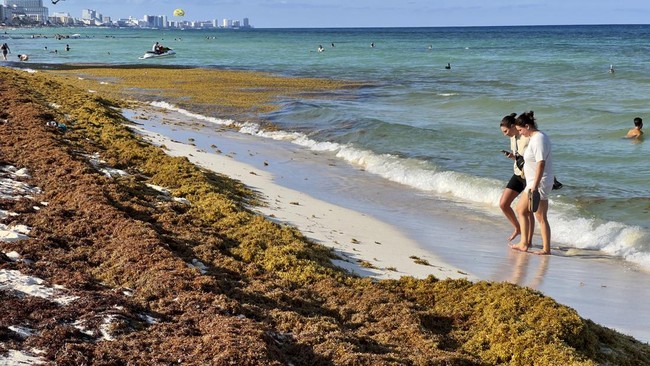 FOTO: Efek Ngeri Invasi Ganggang di Pantai Meksiko
