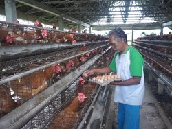 Jerit Peternak Ayam Petelur: Pakan Mahal, Permintaan Sedikit