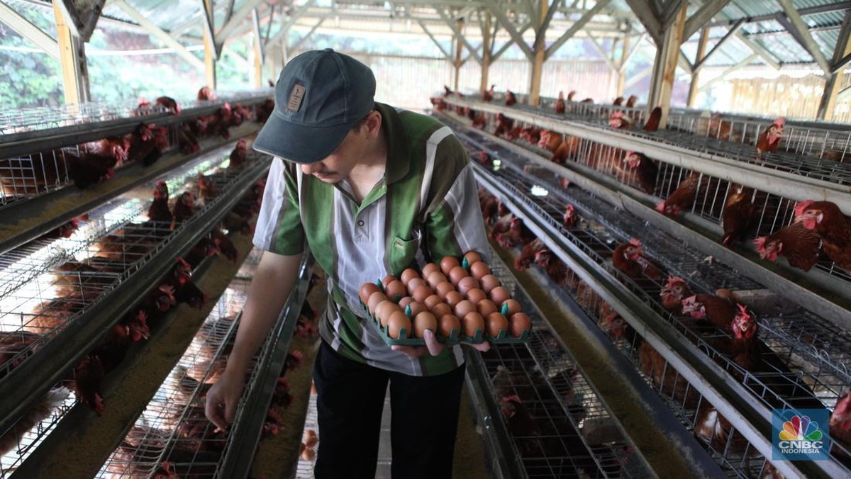 Peternak Telur Ayam Ngadu ke DPR, Hidup Lagi Susah-susahnya karena Ini