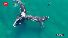 VIDEO: Paus Ini Jadikan Pantai El Doradillo Argentina Tempat Lahiran