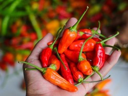 Ini 6 Efek pada Tubuh Jika Sering Mengonsumsi Makanan Pedas