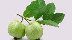5 Manfaat Daun Jambu Biji, Tak Cuma Atasi Diare