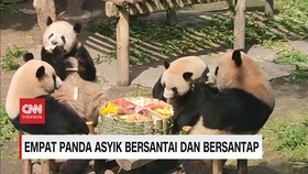 VIDEO: Empat Panda Asyik Bersantai dan Bersantap