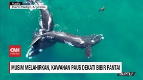 VIDEO: Musim Melahirkan, Kawanan Paus Dekati Bibir Pantai