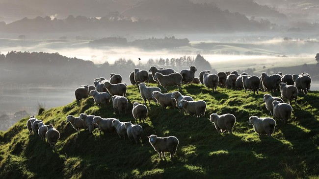 Selandia Baru menyabet gelar negara terindah di dunia versi situs web perjalanan Rough Guides. Negara ini dikenal dengan populasi dombanya yang tinggi.