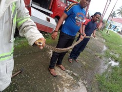 Kades di Sinjai Kaget Ular Sanca 3 Meter Muncul Dalam Mobil saat Berkendara
