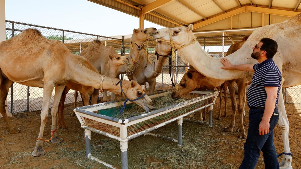 Alasan Kenapa Unta Paling Banyak Ada di Australia Bukan Arab