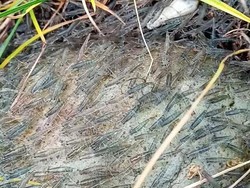 Kesaksian Pria soal Gerombolan Udang Masuk Permukiman Warga di Gorontalo