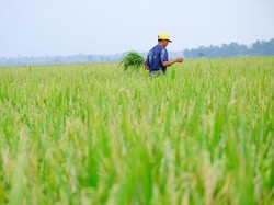 Badan Pangan-BUMN Keroyokan Genjot Produksi Padi RI