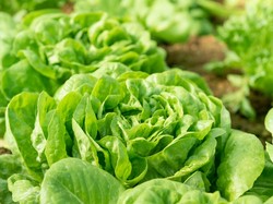 China Sukses Berkebun Selada dan Tomat di Luar Angkasa