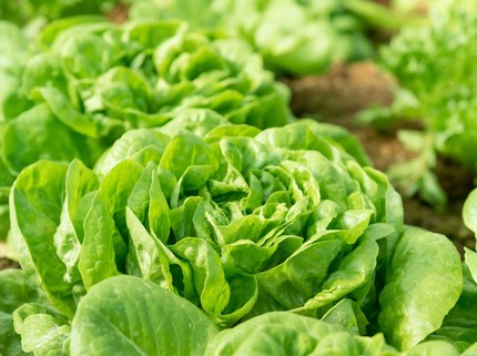9 Tanaman Sayur yang Tumbuh Subur di Tempat Teduh, Tanam di Rumah Bun!
