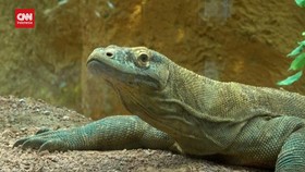 VIDEO: Khaleesi, Komodo di Kebun Binatang London