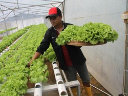 Apa Itu Hidroponik? Ini Pengertian, Unsur Penting, dan Sistem Tekniknya
