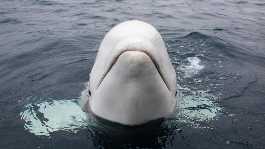 Paus beluga bernama Hvaldimir yang dijuluki 'mata-mata' Rusia The beluga whale was nicknamed Hvaldimir in a cheeky reference to Russia’s president.

(Jorgen Ree Wiig/Norwegian Directorate of Fisheries)