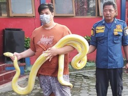 Ngeri! Ular Piton Albino 5 Meter Kabur dari Kandang di Klaten
