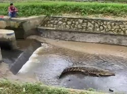 Lokasi Kemunculan Buaya di Irigasi Kolaka Timur Ternyata Tempat Wisata Warga