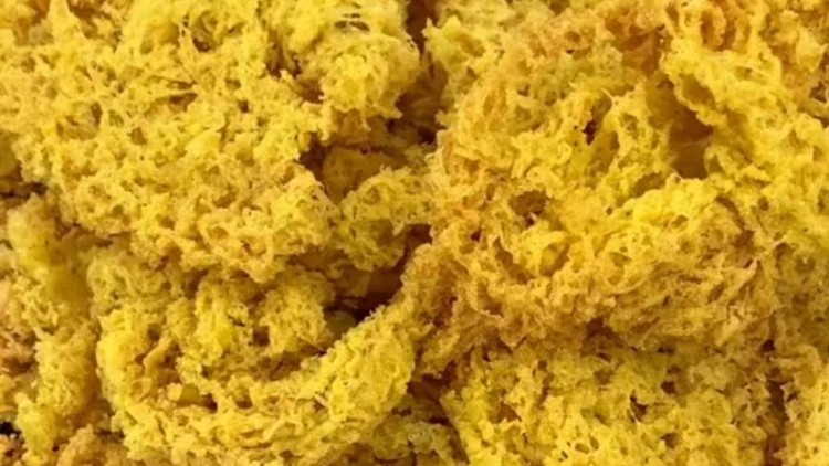 1467783937 Close-up photo of food to increase appetite, it's called Kremes.