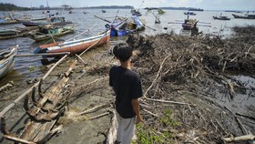 FOTO: Sisi Nahas Hutan Bakau di Bengkulu