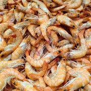 Viral Serangan Udang di Gorontalo, Ternyata Ini Penyebabnya Menurut Pakar!