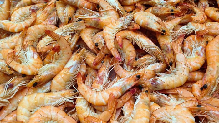 Viral Serangan Udang di Gorontalo, Ternyata Ini Penyebabnya Menurut Pakar!