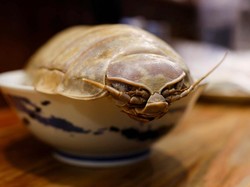 5 Fakta Isopod, Kecoa Laut dari Zaman Purba yang Marak Dikonsumsi