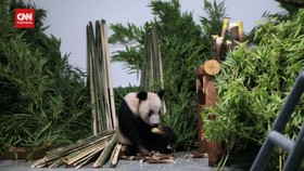 VIDEO: Tak Terawat Di AS, Yaya Si Panda Raksasa Pulang Kampung