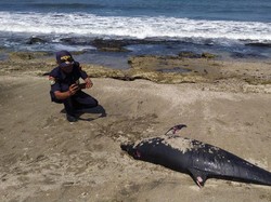 Lumba-lumba Hidung Botol Mati Terdampar di Pantai Cupel