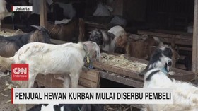 VIDEO: Penjual Hewan Kurban Mulai Diserbu Pembeli
