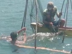 BKSDA Evakuasi Buaya 3 Meter Nyangkut di Jaring Ikan Nelayan Gorontalo