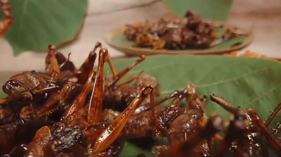 Chef Juna dan Chef Renatta Ketagihan Makan Belalang Goreng di Yogyakarta