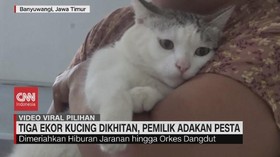 VIDEO: Tiga Ekor Kucing Dikhitan, Pemilik Adakan Pesta