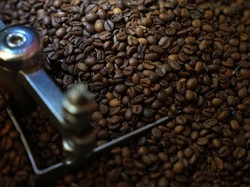 Ternyata Kopi Arabika Sudah Ada Sejak 600.000 Tahun yang Lalu, Ini Bukti Studinya