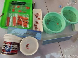 Sebar Nyamuk Wolbachia demi Berantas DBD Dipastikan Efektif, Ini Hasil Risetnya