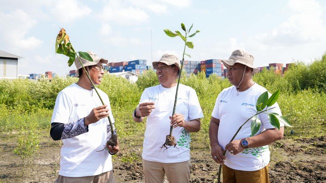 Pelindo memiliki rencana penghijauan di sejumlah area pelabuhan dengan jumlah bibit mangrove yang akan ditanam sebanyak 125.000 dengan total luas 31 hektar.