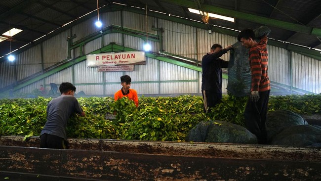FOTO: Menghirup Udara Sejuk di Hamparan Kebun Teh Tambi Wonosobo