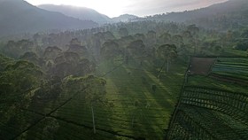 FOTO: Menghirup Udara Sejuk di Hamparan Kebun Teh Tambi Wonosobo