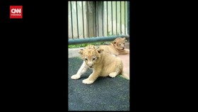 VIDEO: 2 Anak Singa Afrika Lahir, Bima Dan Dona Tambah Koleksi KBS
