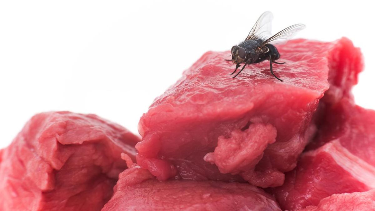 Harus Waspada, Kira-Kira Apa yang Terjadi jika Telur Lalat Termakan?