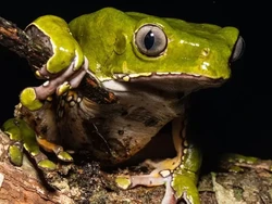 Geger Ritual Kambo Gunakan Racun Katak untuk Pengobatan, 2 Orang Dilaporkan Tewas