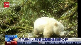 VIDEO: Penampakan Panda Albino Di Sincuan Tiongkok