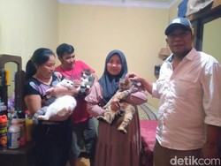 Usai Dikhitan, 3 Kucing Imut Banyuwangi Makin Doyan Makan