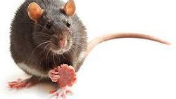 Ngeri! Populasi Tikus di Paris Lebih Banyak dari Warganya