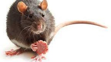 Ngeri! Populasi Tikus di Paris Lebih Banyak dari Warganya