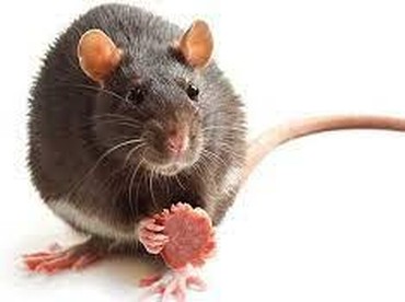 Ngeri! Populasi Tikus di Paris Lebih Banyak dari Warganya