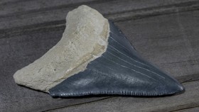 Kalung Gigi Megalodon Ditemukan di Bangkai Kapal Titanic