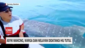 VIDEO: Kejadian Langka, Warga dan Nelayan Didatangi Hiu Tutul