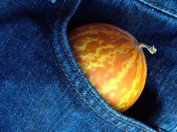 Queen Annes Pocket, Melon yang Aromanya Manis Enak Mirip Parfum