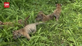 VIDEO: Penampakan 5 Anak Harimau Setelah Sebulan Dirawat Di Inkubator