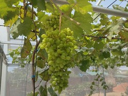 7 Rekomendasi Wisata Kebun Buah di Lampung, Mulai Jeruk sampai Buah Naga