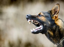 Nasib Herder Gigit Pejalan Kaki di Perumahan Elite Semarang